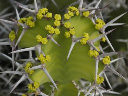La_Palma_Lanzarote_2003-2004-020